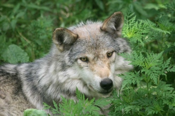 Missing grey wolf Granite, picture by Jeff Hergel