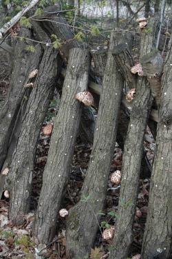 Shitake mushrooms on six year old bolts