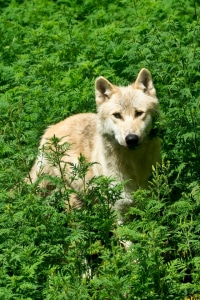 Picture of Western Timber Wolf Fang