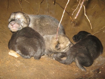 New wolf puppies in their den