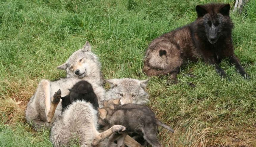 Wolf Pack Release (3)