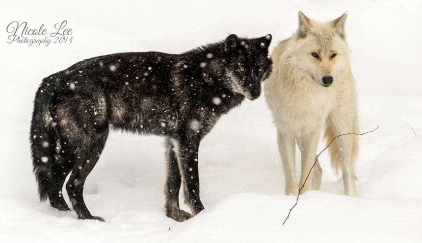 The Love Story, Chapter 2!