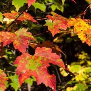 Male and Female Maple Trees, Really?