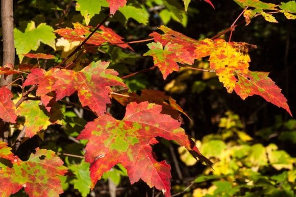 Male and Female Maple Trees, Really?