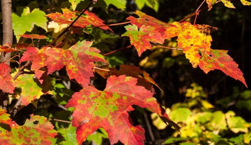 Male and Female Maple Trees, Really?