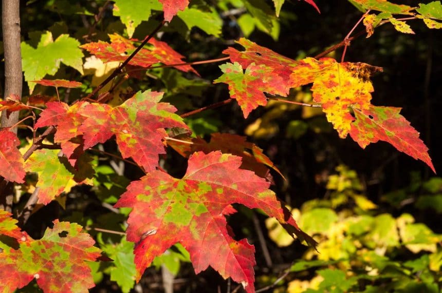 Male and Female Maple Trees, Really?