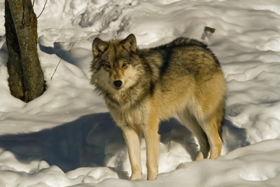 On the trail again photo by John Cavers