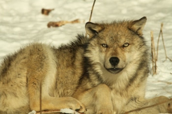 Gray wolf in snow. Photo by John Cavers