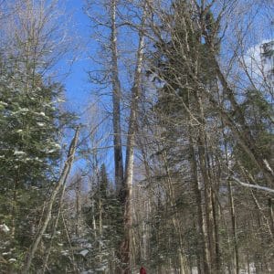 Ontario’s Tallest White Pine