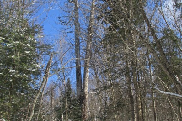 Ontario’s Tallest White Pine