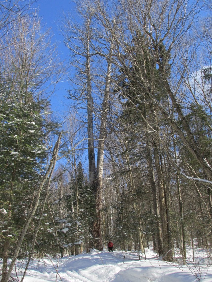 Ontario’s Tallest White Pine