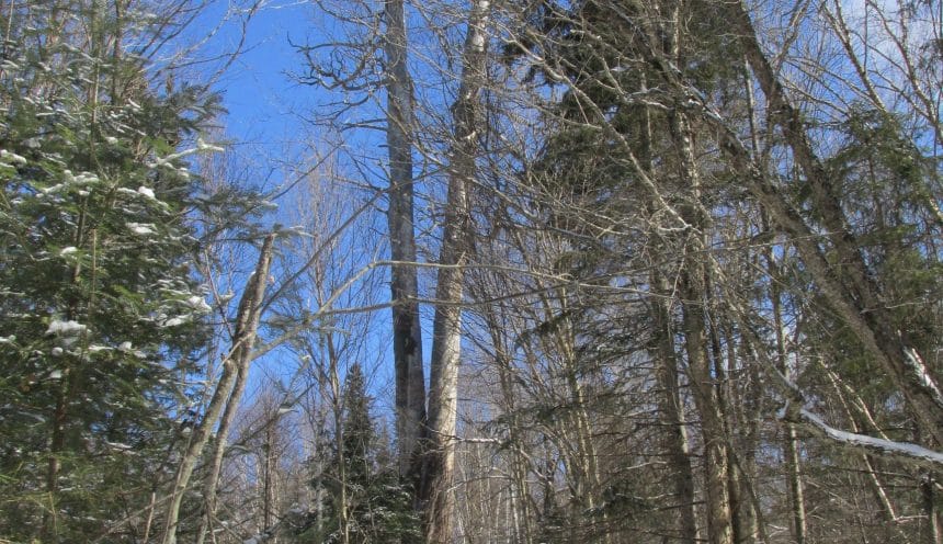 Ontario’s Tallest White Pine