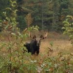 Moose Bull Encounter