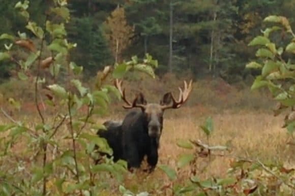 It is rutting season at Haliburton Forest …