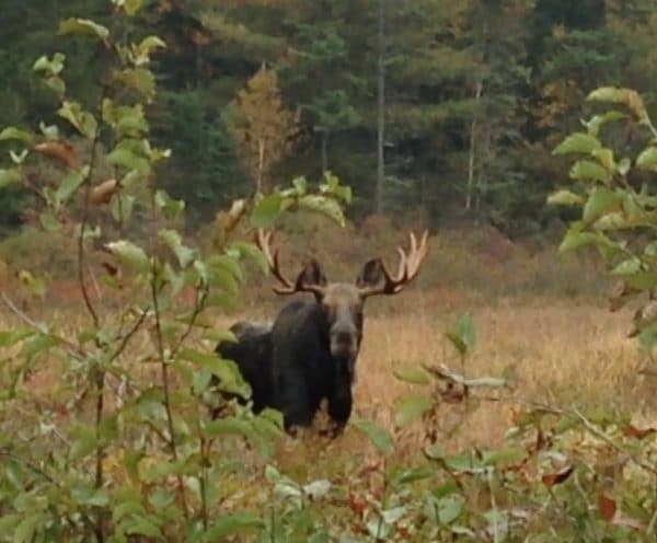 It is rutting season at Haliburton Forest …