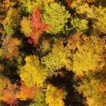 Aerial view of Fall Colours