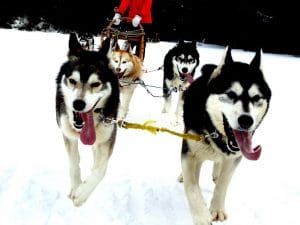 Dog sledding by Sam Allard