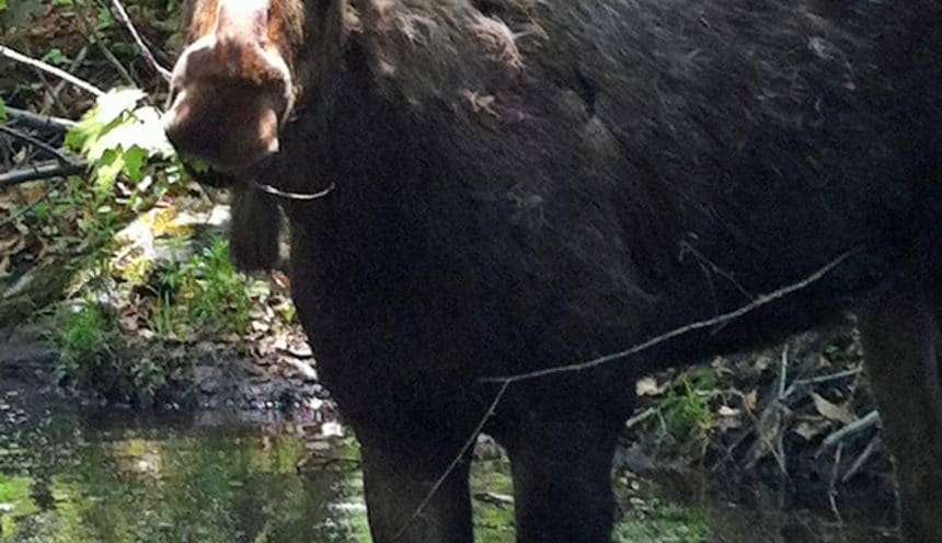 How is Hershe doing? How is Hershe doing?