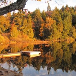 Fall Colours in the Forest