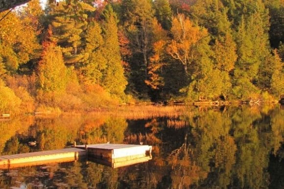 Fall Colours in the Forest