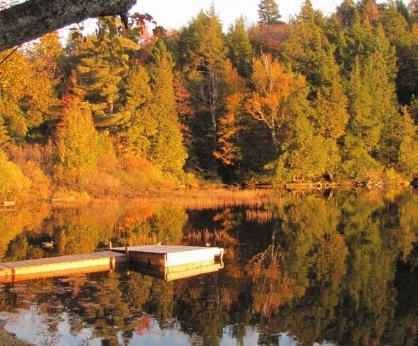 Fall Colours in the Forest