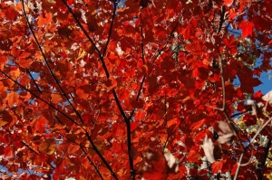 Bright red maple