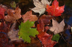 Fall leaves with water drops