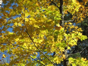 Yellow Maple