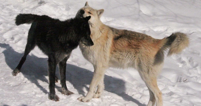 Fang and Luna rubbing heads