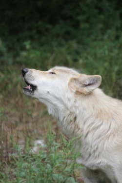 Image of howling wolf Fang