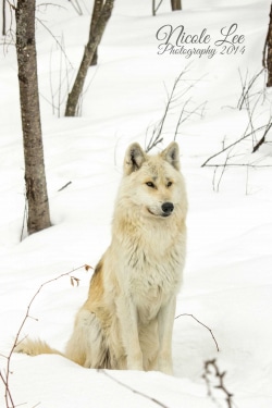 Fang sitting by Nicole Lee Photography