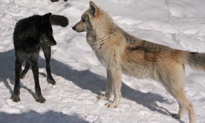 Fang staring at Luna