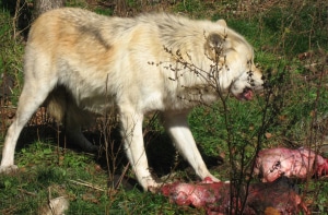 Wolf Fang feeding on beavers