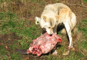 Fang feeding on a beaver