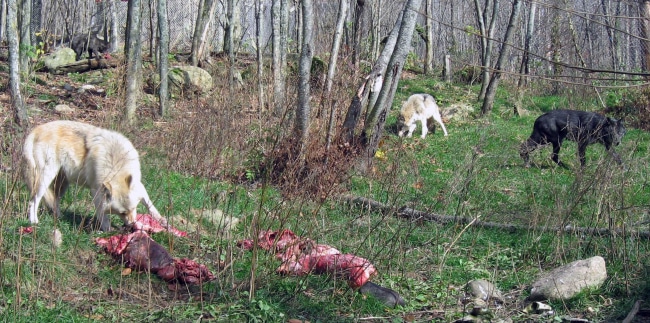 Fang and the other wolves feeding on beavers