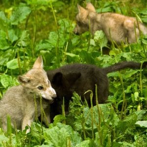 Help! Our wolf pups need a name!