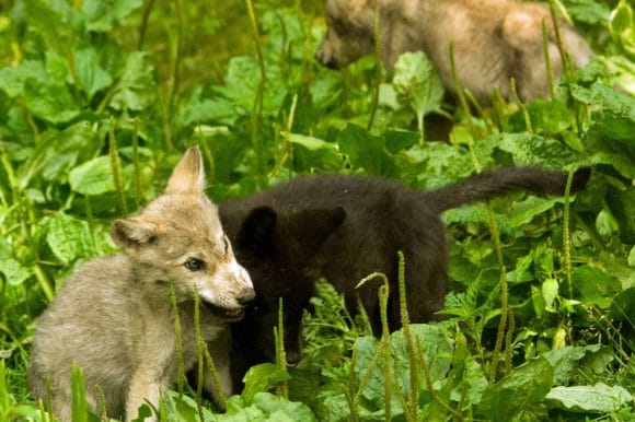 Help! Our wolf pups need a name!