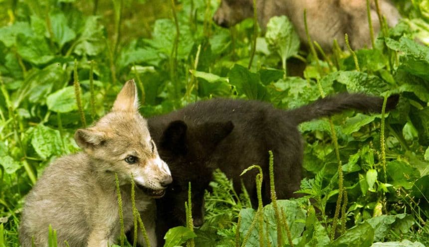 Help! Our wolf pups need a name!