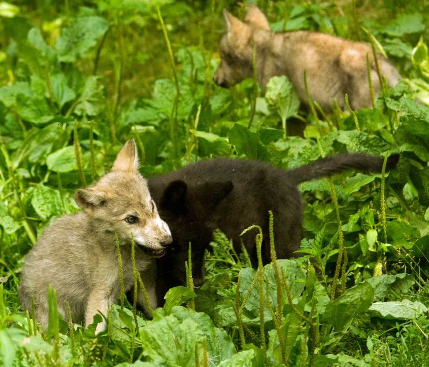 Help! Our wolf pups need a name!