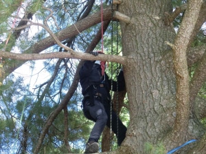 Tree Climbing