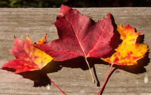 red maple leaves