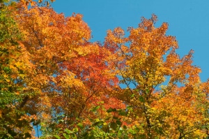 fall coloured maples