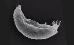 Mite under a microscope