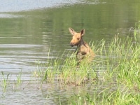 Moose calf