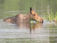 Mama moose