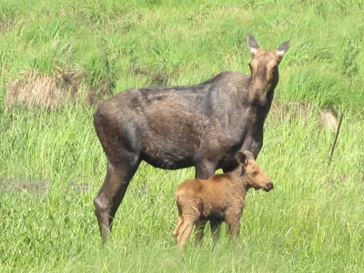 Moose with her calf