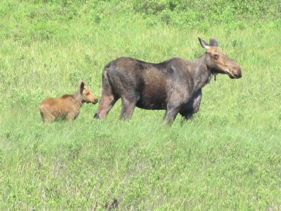 Moose and calf