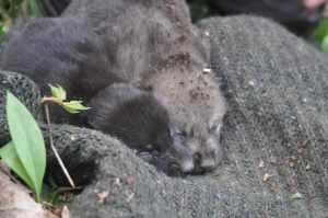 Two wolf pups lying on a sweater