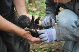 Carefully checking the gender of a wolf pup