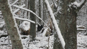 Onyx through tress